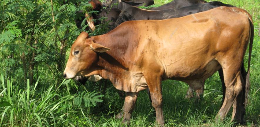 Sustainable Livestock Production Antibiotic Reduction And Alternatives