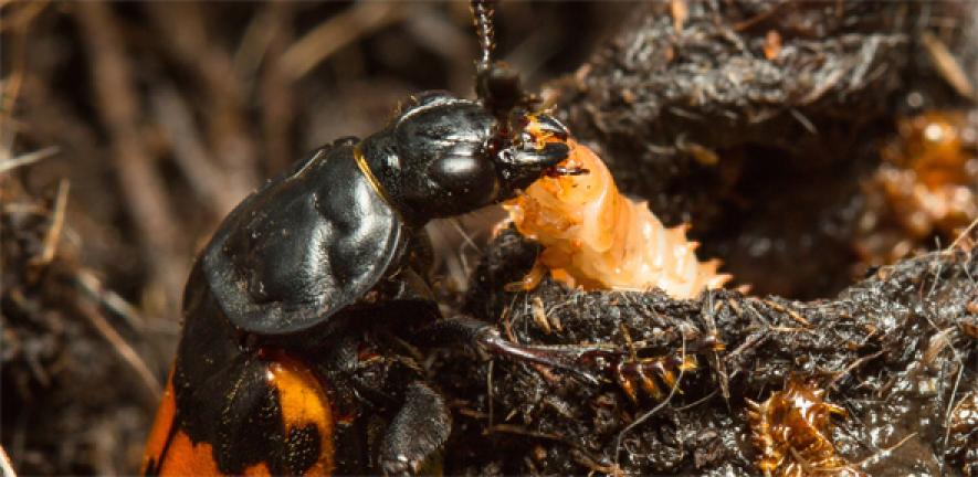Sexton beetle and larva.