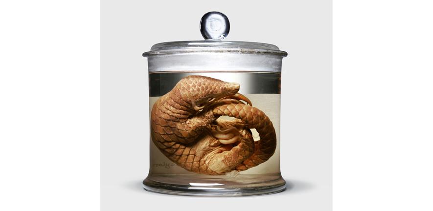 An image of a scaly anteater (pangolin) specimen from the Museum of Zoology collection