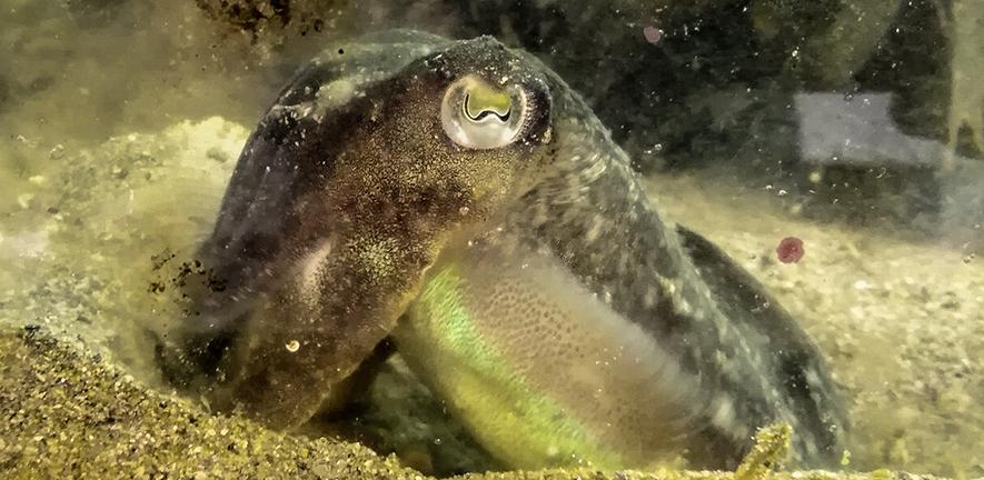 Cuttlefish. Image by Pauline Billard