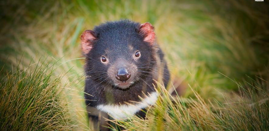 Darran Leal, Save the Tasmanian Devil Program