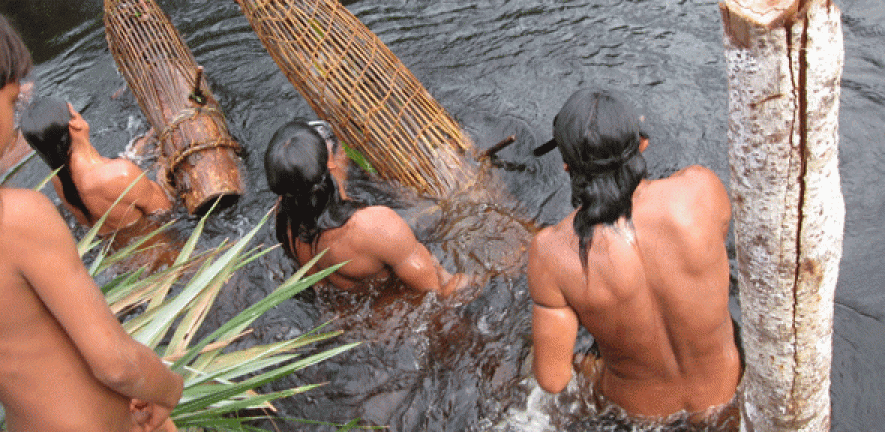 Enawenê-nawê men check basket and bark traps for fish before reinserting them into the weir’s upriver face