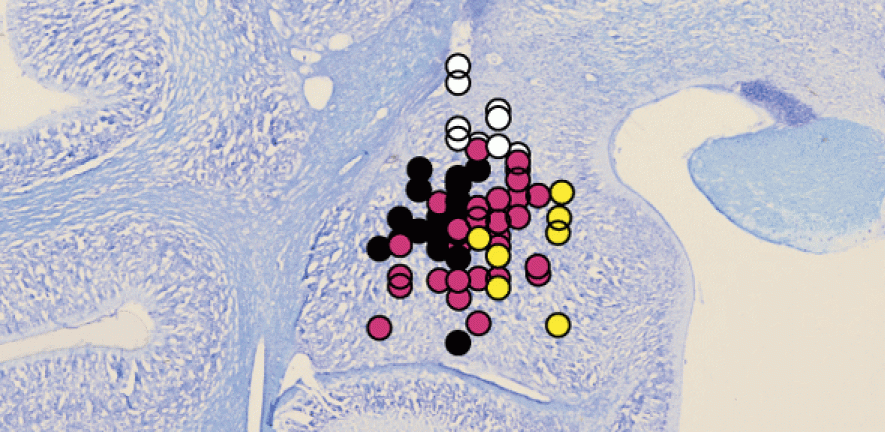Location of neurons predicting partner’s choices superimposed on a stained section through one animal’s amygdala. Colours indicate different nuclei.