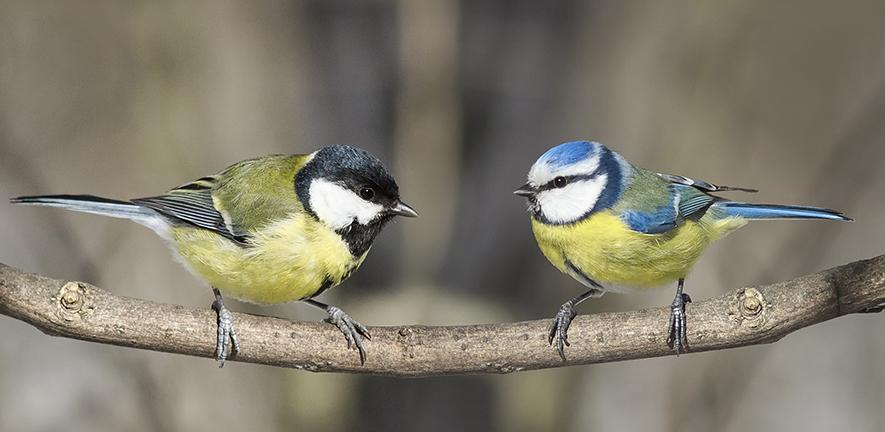 Great tit and blue tit. Credit: Nataba, Adobe Stock images