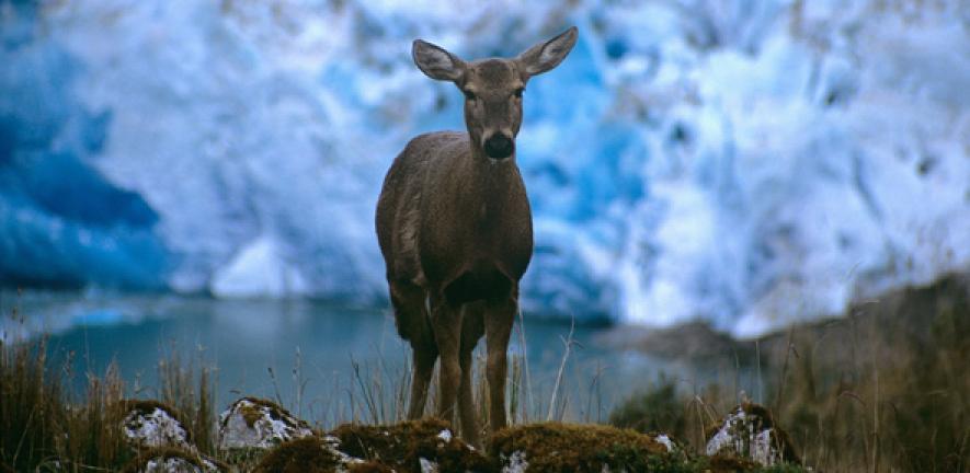 The endangered Huemul deer, a Chilean icon, is returning to former habitat thanks to collaborative conservation efforts.