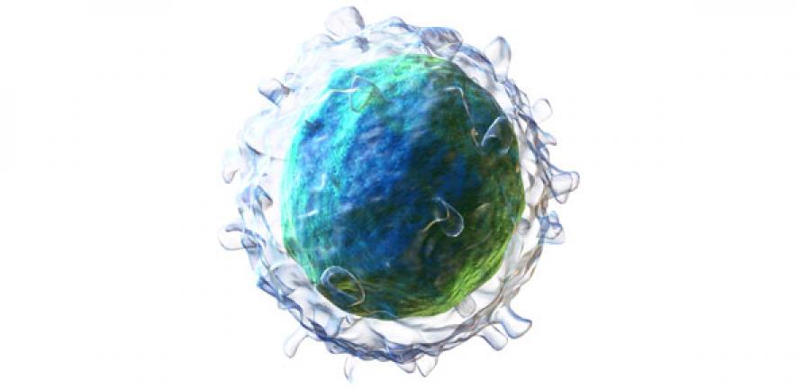 B-lymphocyte cell