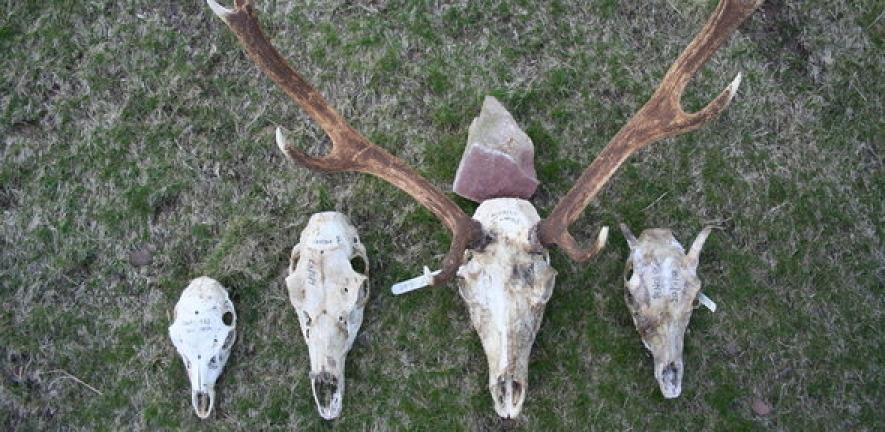 Deer skulls