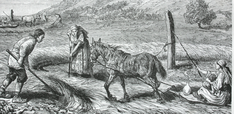 Engraving of threshing near Ogosta, Bulgaria, second half of the 19th century 