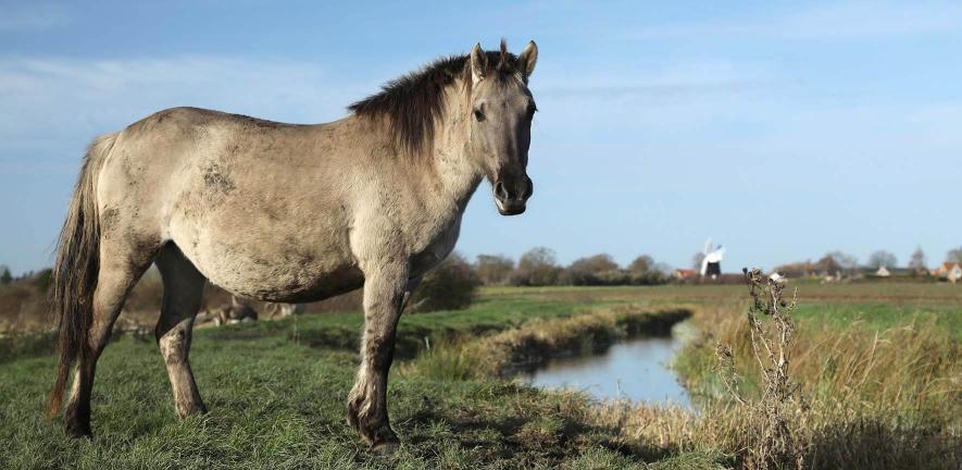 A wild horse on Wicken Fen, UK