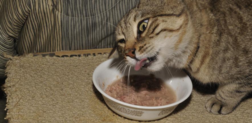 Hank The Cat Eating Tuna Fish