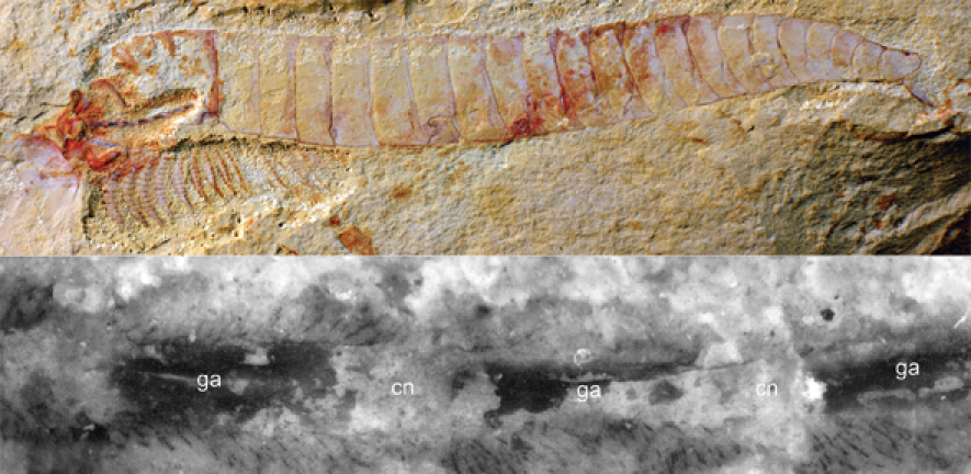 Top: Complete specimen of Chengjiangocaris kunmingensis from the early Cambrian Xiaoshiba biota of South China. Bottom: Magnification of ventral nerve cord of Chengjiangocaris kunmingensis.