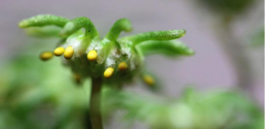 Marchantia - a primitive plant form used as the 'chassis' for designing new plants