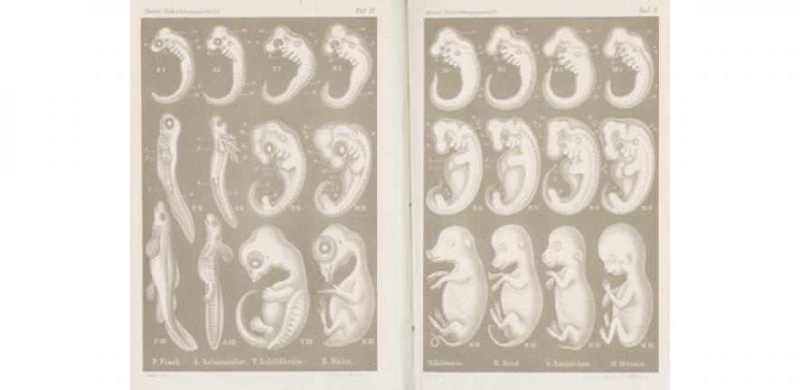 Comparison of embryos of fish, salamander, turtle, chick, pig, cow, rabbit and human embryos at three different stages of development.