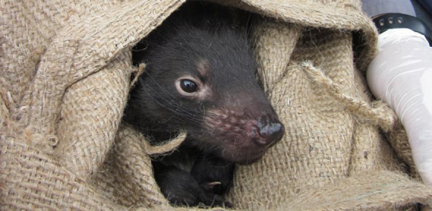 Tasmanian Devils and the transmissible cancer that threatens their extinction | University of Cambridge Tasmanian Devils and the transmissible cancer that threatens their extinction | University of Cambridge