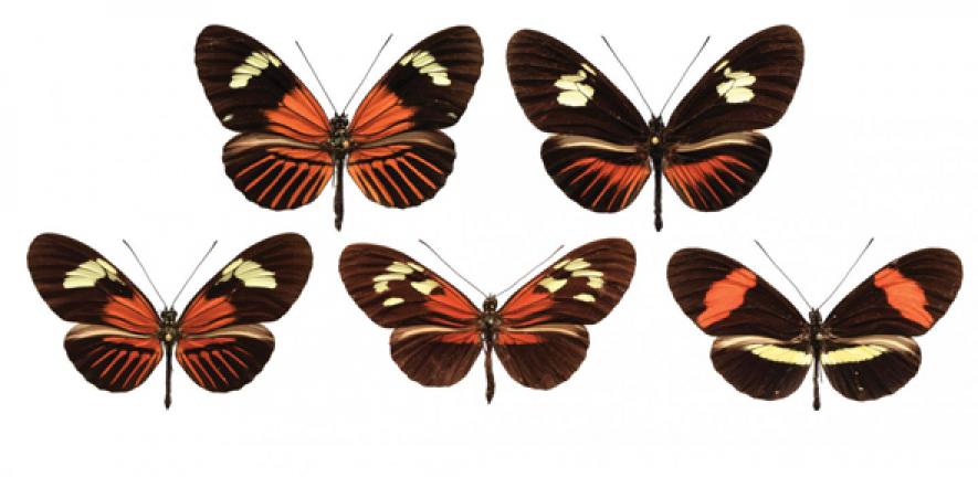 A range of wing patterns across Heleconius butterfly species. 
