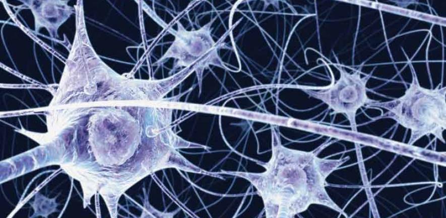 Illustration of a network of nerve cells in the brain.