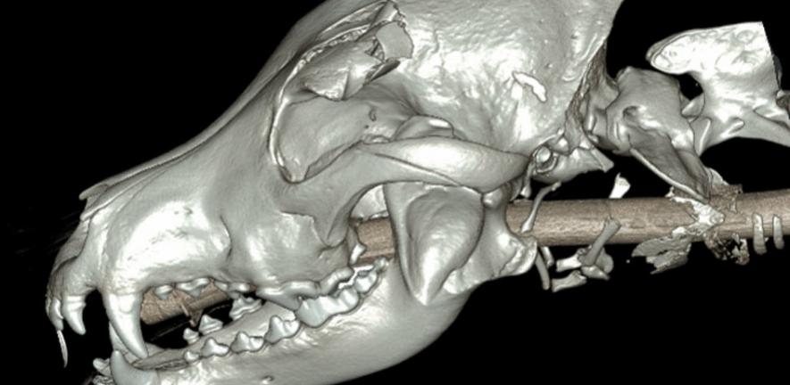 CT scan of the police Dog Obi, injured in the riots