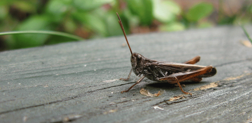 Grasshopper