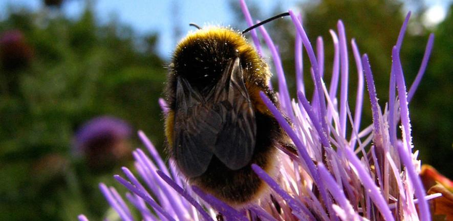 Bee Conquers Thistle