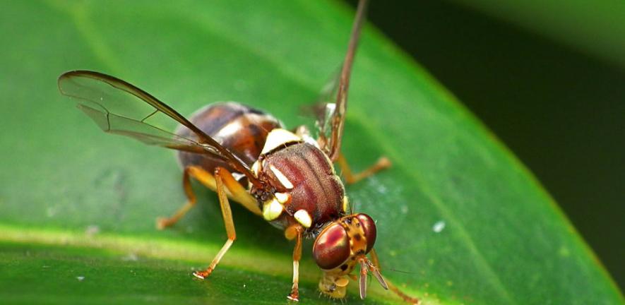 Queensland Fruit Fly - Bactrocera tryoni