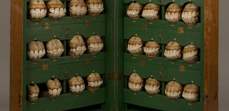 Picture This 11 Horses Teeth Whipple Museum University Of