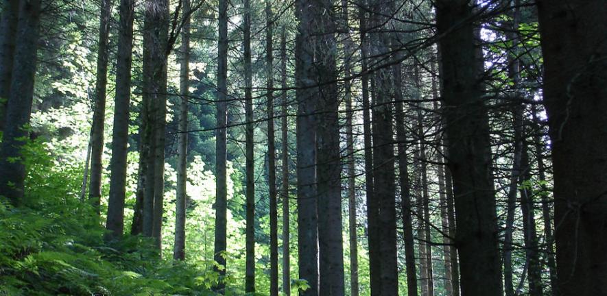 A forest
