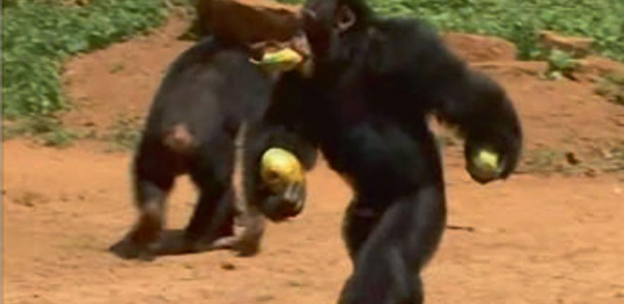 A chimpanzee moving bipedally during the study.