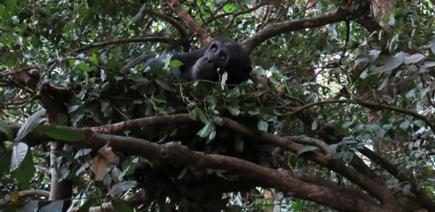 Tree-nesting.