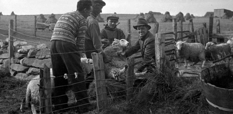 From fleece to the fibre of local identity: the man in the foreground wears a traditional Fair Isle jumper for working with sheep