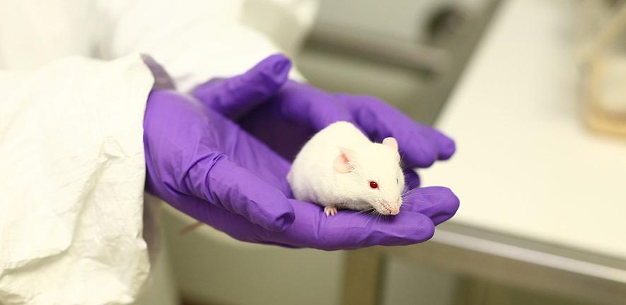 Top UK organisations release annual statistics for use of animals in  research | University of Cambridge