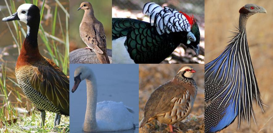 Flights of fancy: the evolution of plumage patterns in male and female  birds | University of Cambridge