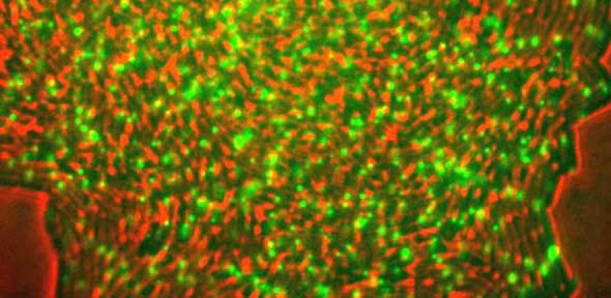 Fluorescent E. coli turn green as they produce indole