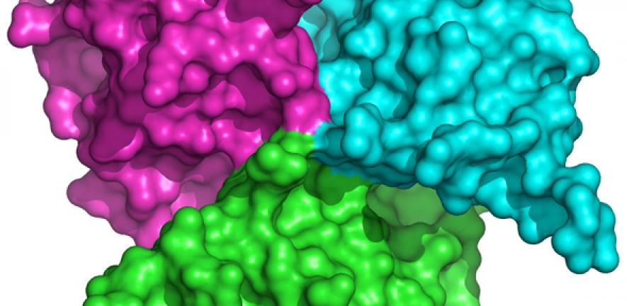 Discovery Of New Structure Of Cell S Communication Channel Could