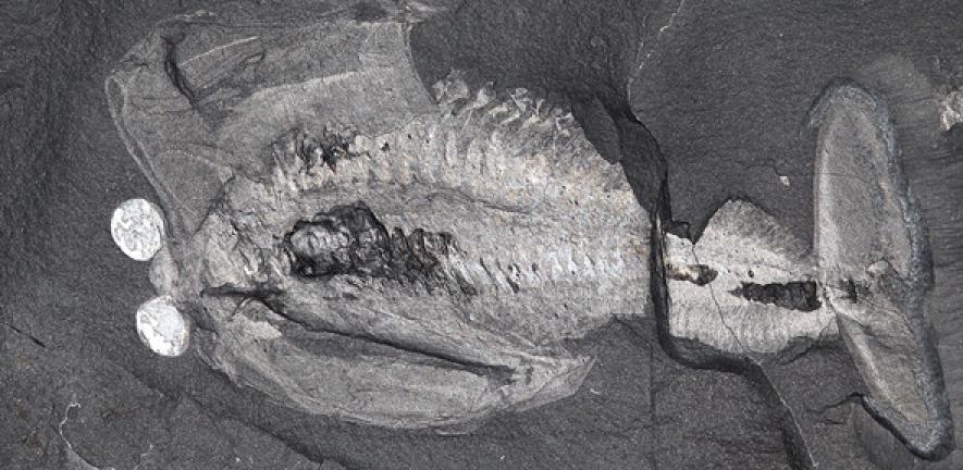 Odaraia alata, an arthropod resembling a submarine from the middle Cambrian Burgess Shale. 