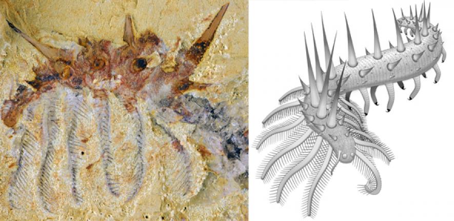 Collinsium ciliosum, a Collins’ monster-type lobopodian from the early Cambrian Xiaoshiba biota of China