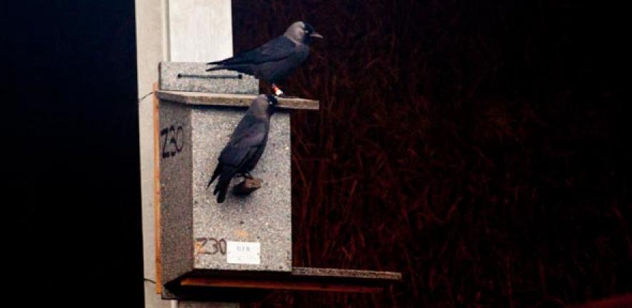 Jackdaws on nest box