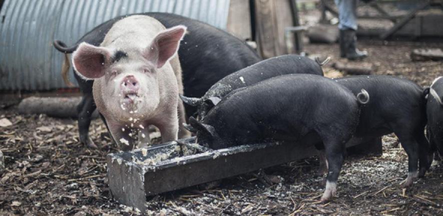 Pigs eating swill at Stepney City Farm