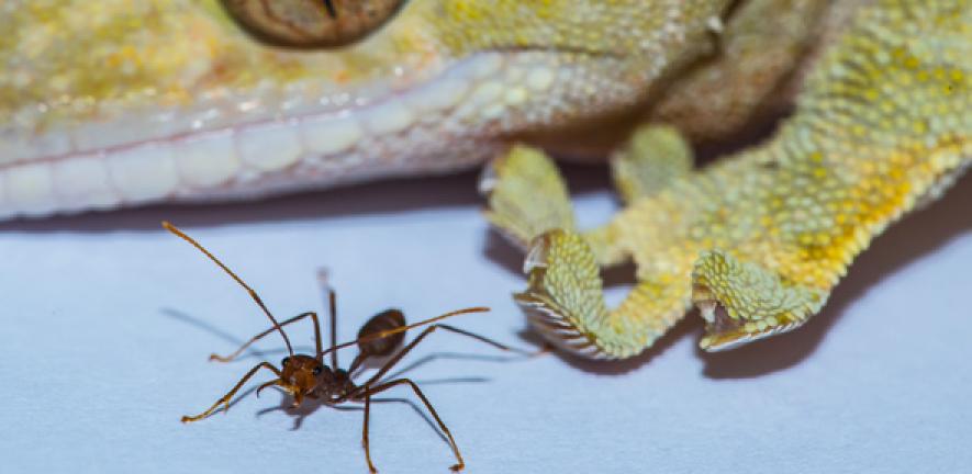 Why Spider-Man can't exist: Geckos are 'size limit' for sticking to walls |  University of Cambridge