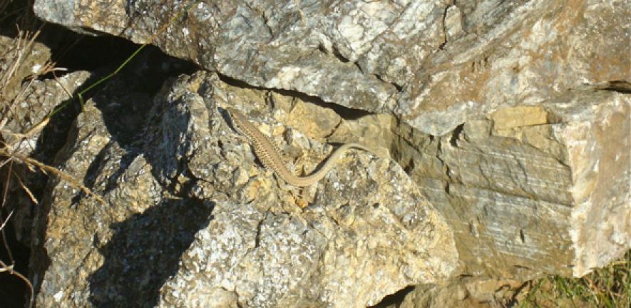 An Aegean wall lizard resting on a rock