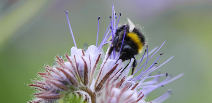 Bee on a non-iridescent flower