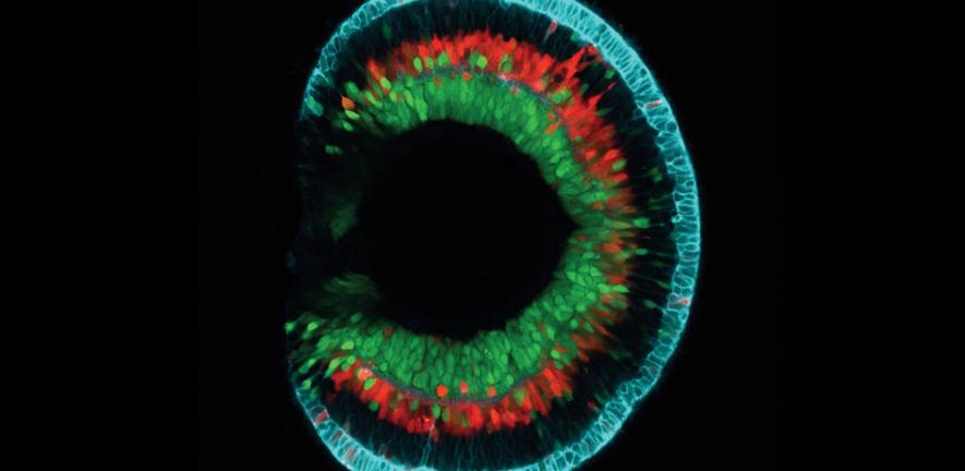 Confocal image of zebrafish retina