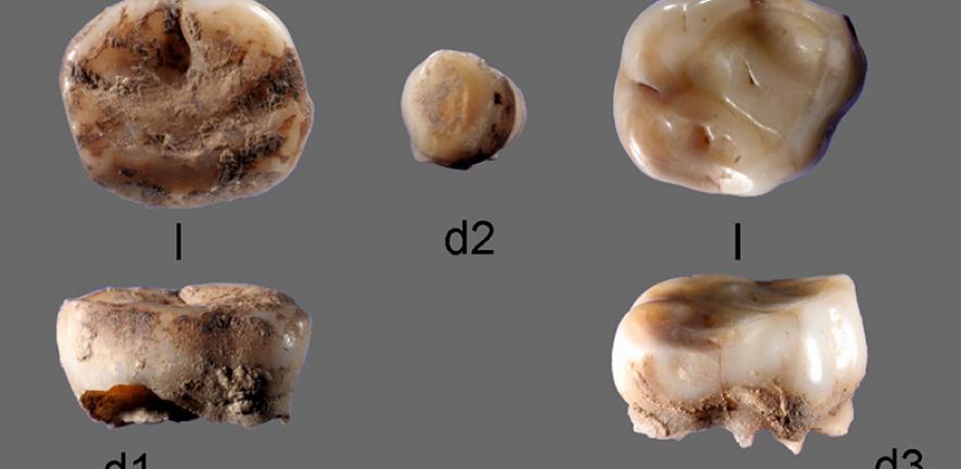 The two 31,000-year-old milk teeth found at the Yana Rhinoceros Horn Site in Russia which led to the discovery of a new group of ancient Siberians