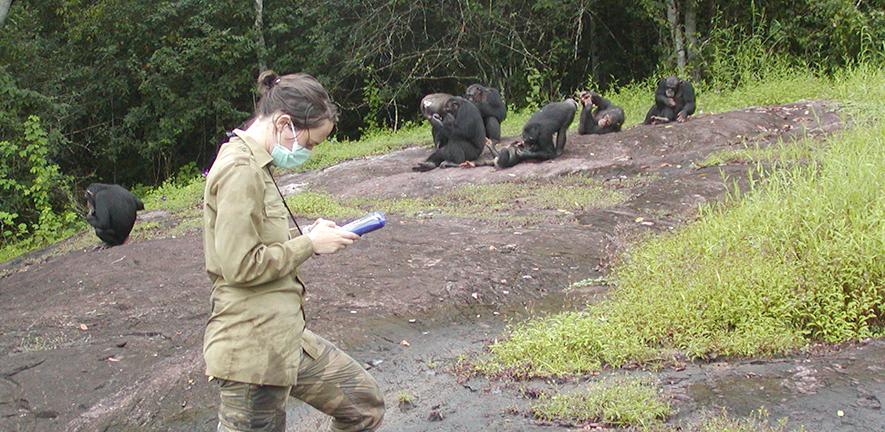 Researcher recording data on a group of habituated chimpanzees (Pan troglodytes verus) in Taï National Park, Ivory Coast. 