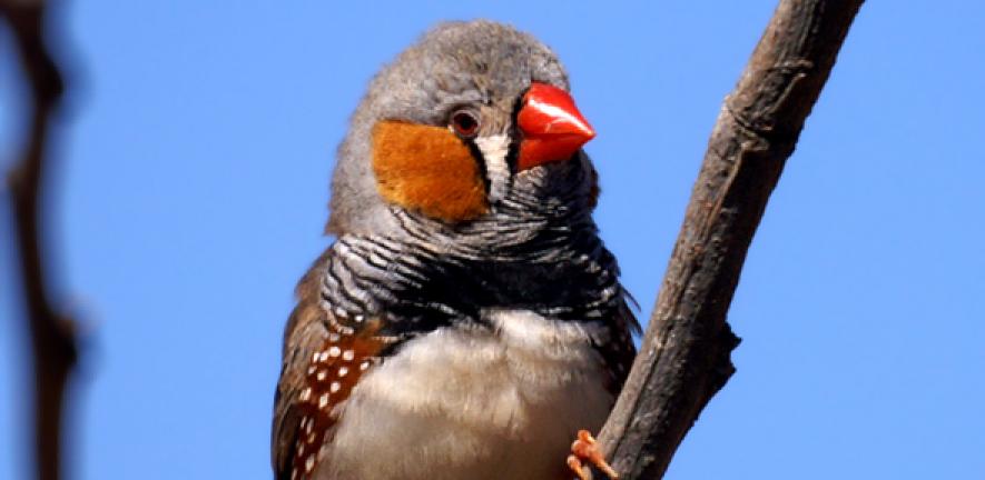 Zebra Finch