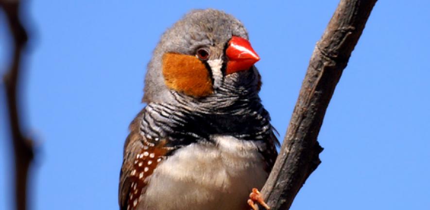 Genes discovered that enable birds to produce the colour red | University  of Cambridge