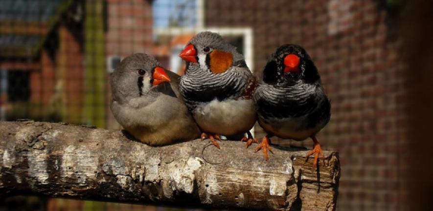 Zebra Finches