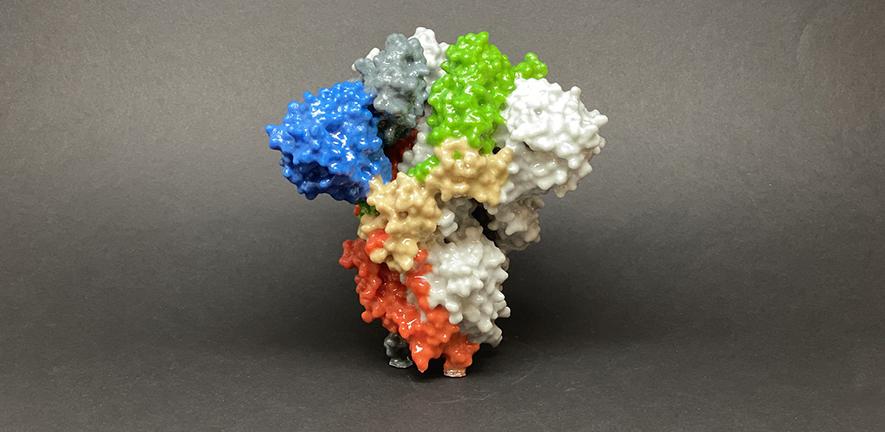 3D print of Spike protein