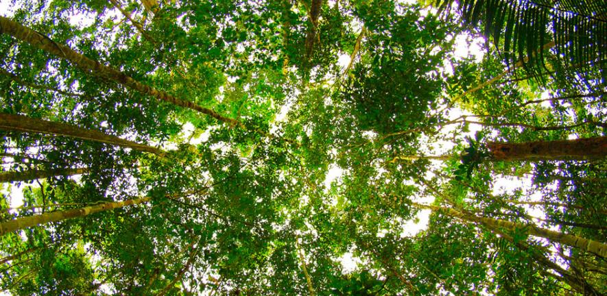 Amazon leaf canopy