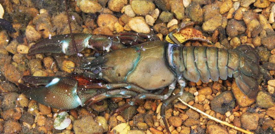 American signal crayfish