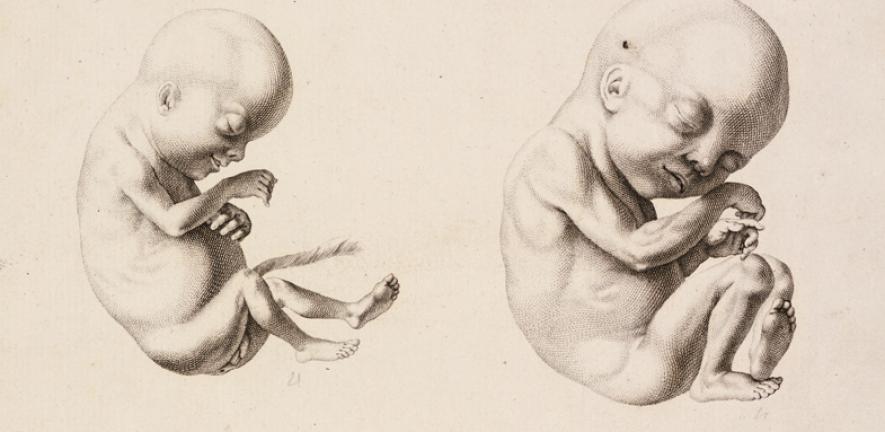 Detail from the German anatomist Samuel Thomas Soemmerring's ‘images of human embryos', dating from 1799. 
